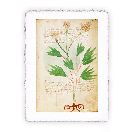 Stampa del Manoscritto Voynich - soggetto 5