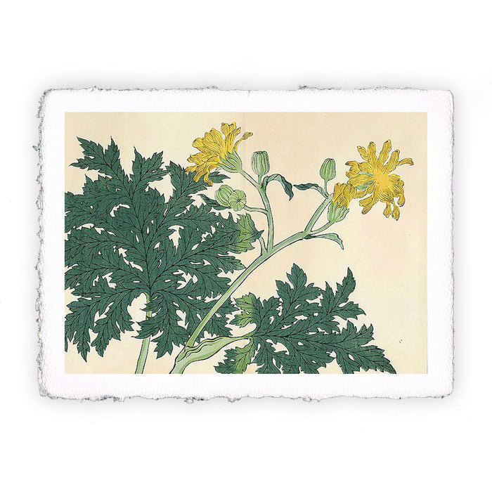 Print of Tomioka Tessai - Summer Flowers X - 1907