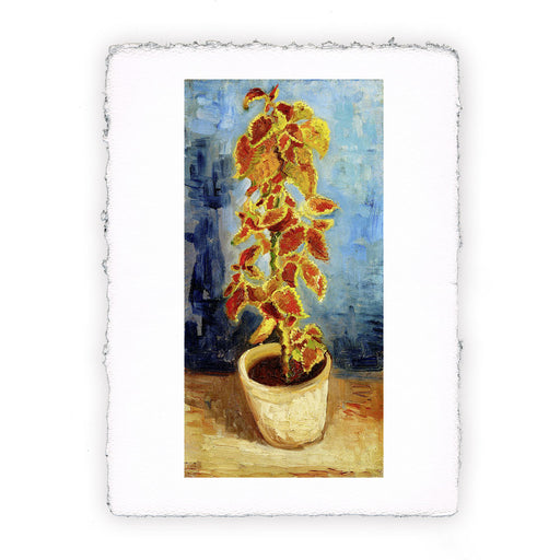 Stampa di Vincent van Gogh - Pianta di coleus in vaso del 1886