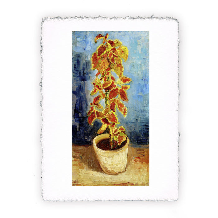 Stampa di Vincent van Gogh - Pianta di coleus in vaso del 1886