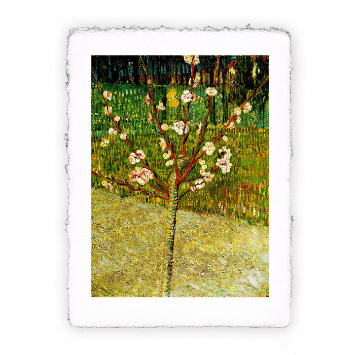 Stampa di Vincent van Gogh - Mandorlo in fiore - 1888