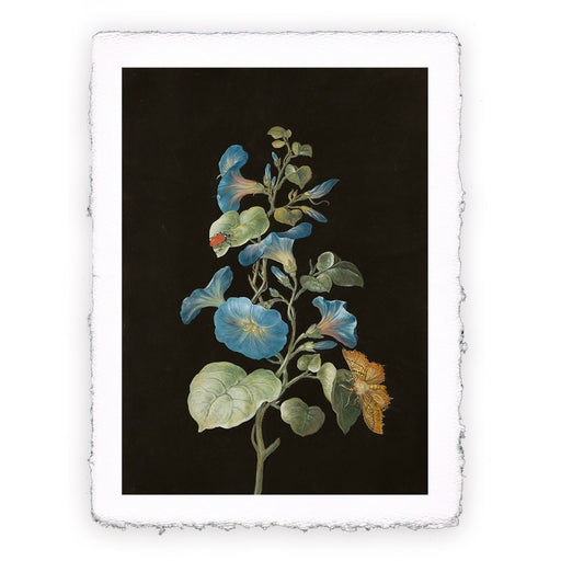 Stampa di Barbara Regina Dietzsch - Campanella blu con farfalla e coleottero