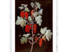 Stampa di Barbara Regina Dietzsch - Ribes rosso e farfalla - 1755 circa