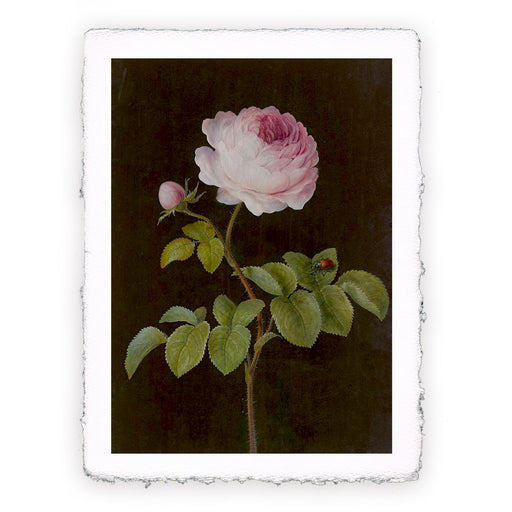 Stampa di Barbara Regina Dietzsch - Rosa rosa - 1755 circa