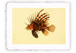 Stampa di pesce con sfondo vintage - soggetto 1