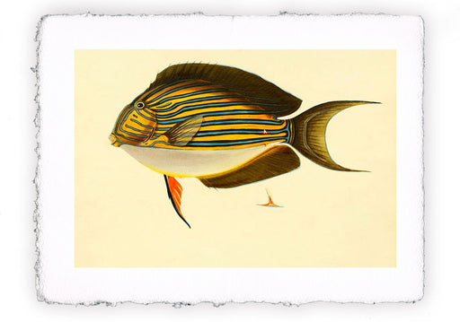 Stampa di pesce con sfondo vintage - soggetto 2