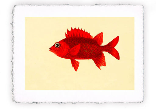 Stampa di pesce con sfondo vintage - soggetto 3