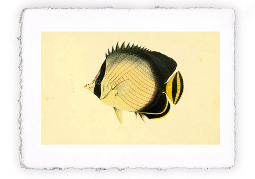 Stampa di pesce con sfondo vintage - soggetto 5