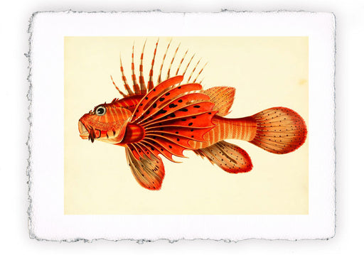 Stampa di pesce con sfondo vintage - soggetto 6