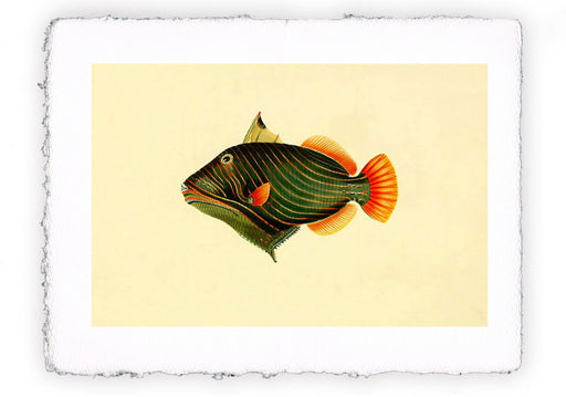 Stampa di pesce con sfondo vintage - soggetto 7