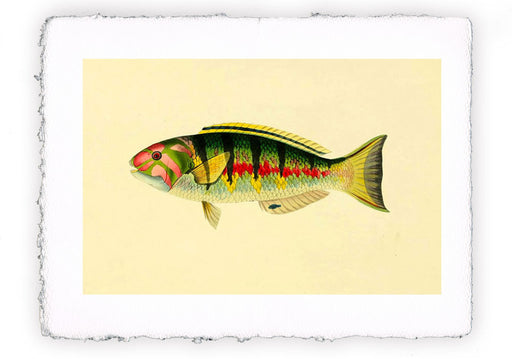 Stampa di pesce con sfondo vintage - soggetto 8