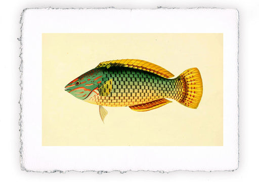 Stampa di pesce con sfondo vintage - soggetto 9