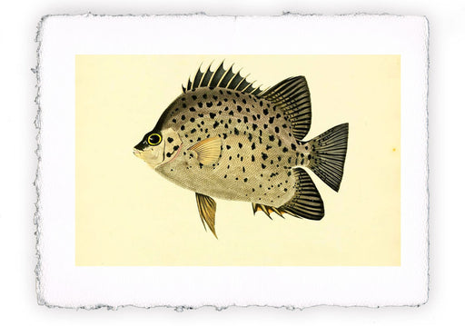 Stampa di pesce con sfondo vintage - soggetto 10