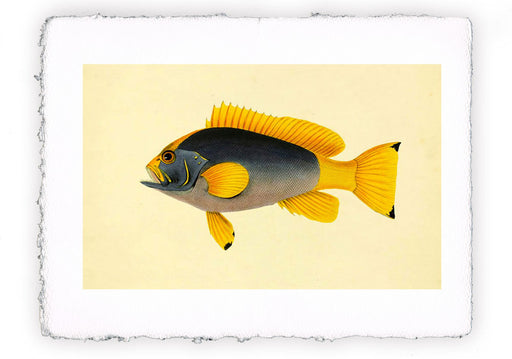 Stampa di pesce con sfondo vintage - soggetto 11