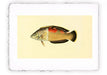 Stampa di pesce con sfondo vintage - soggetto 12