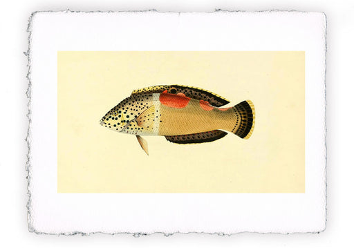 Stampa di pesce con sfondo vintage - soggetto 12