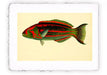 Stampa di pesce con sfondo vintage - soggetto 13