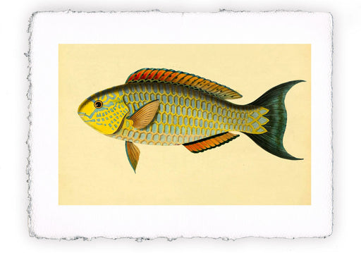 Stampa di pesce con sfondo vintage - soggetto 14