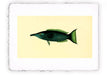 Stampa di pesce con sfondo vintage - soggetto 15