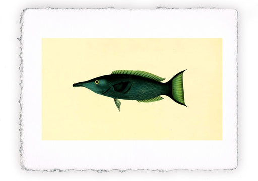 Stampa di pesce con sfondo vintage - soggetto 15