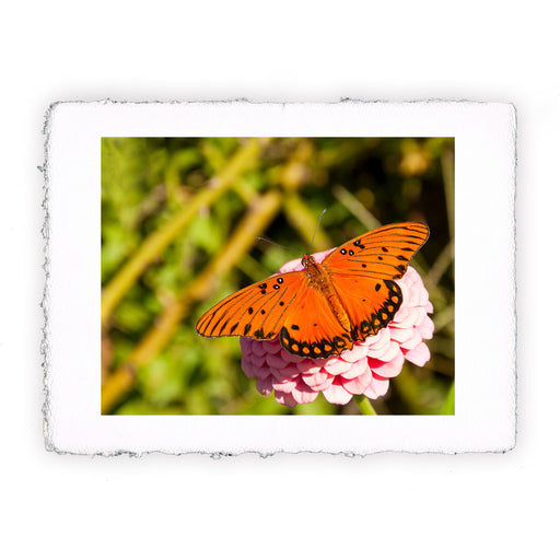 Stampa di farfalla Gulf Frittilaria
