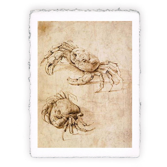 Leonardo da Vinci print - Studies on crabs