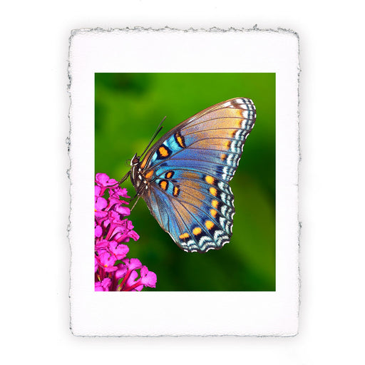 Stampa di farfalla Limenitis Arthemis II
