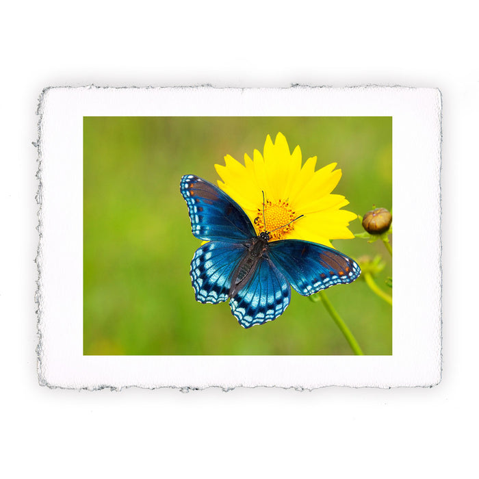 Stampa di farfalla Limenitis Arthemis