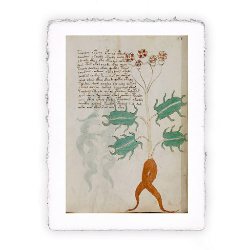 Stampa del Manoscritto Voynich - soggetto 101