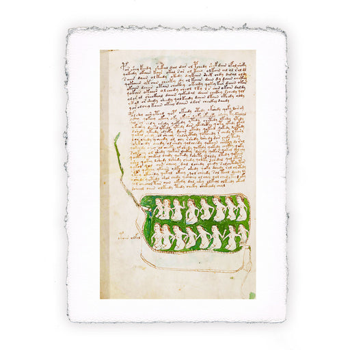 Stampa del Manoscritto Voynich - soggetto 148