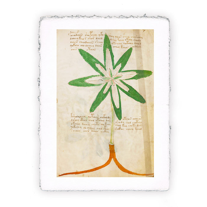 Stampa del Manoscritto Voynich - soggetto 15