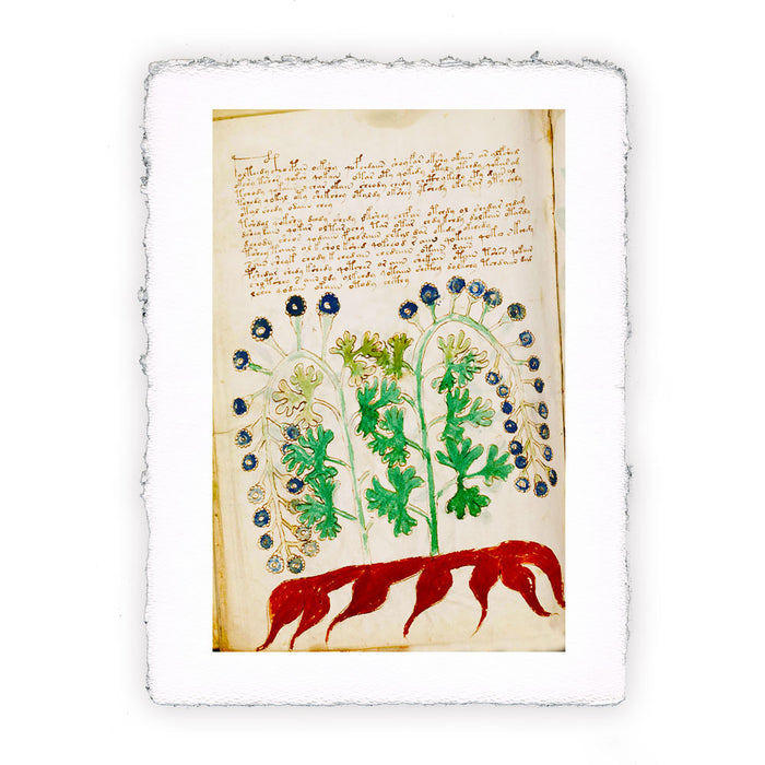 Stampa del Manoscritto Voynich - soggetto 172