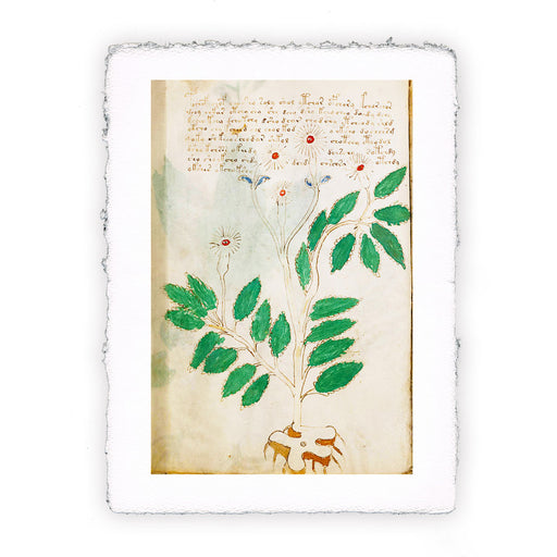 Stampa del Manoscritto Voynich - soggetto 54