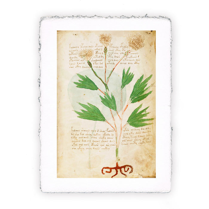 Stampa del Manoscritto Voynich - soggetto 5