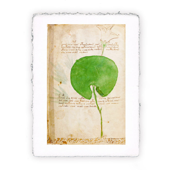 Stampa del Manoscritto Voynich - soggetto 6