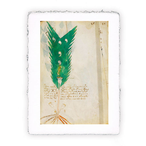 Stampa del Manoscritto Voynich - soggetto 75