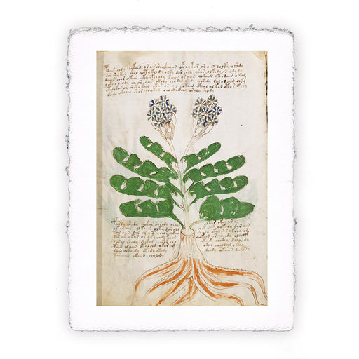 Stampa del Manoscritto Voynich - soggetto 78