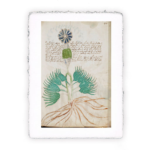 Stampa del Manoscritto Voynich - soggetto 79
