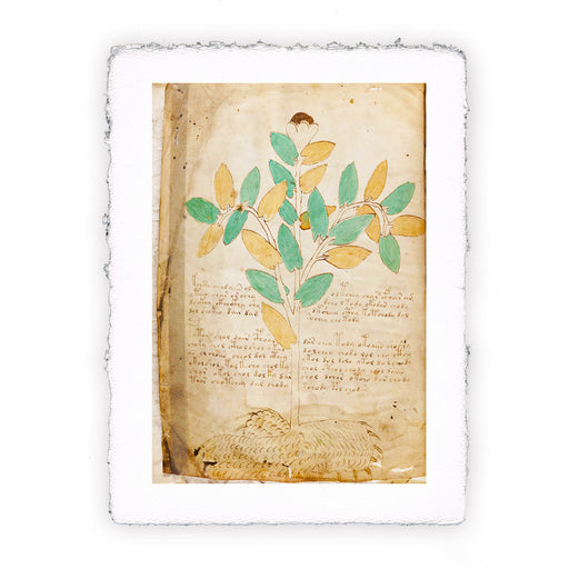 Stampa del Manoscritto Voynich - soggetto 4