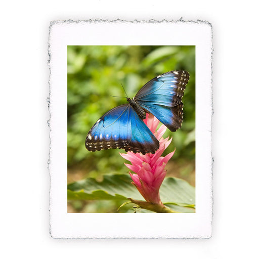 Stampa di farfalla Morpho Peleides