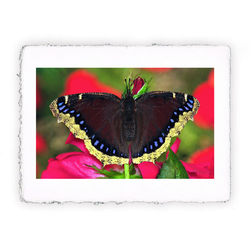 Stampa di farfalla Ninphalis Antiopa