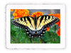 Stampa di farfalla Papilio Glaucus