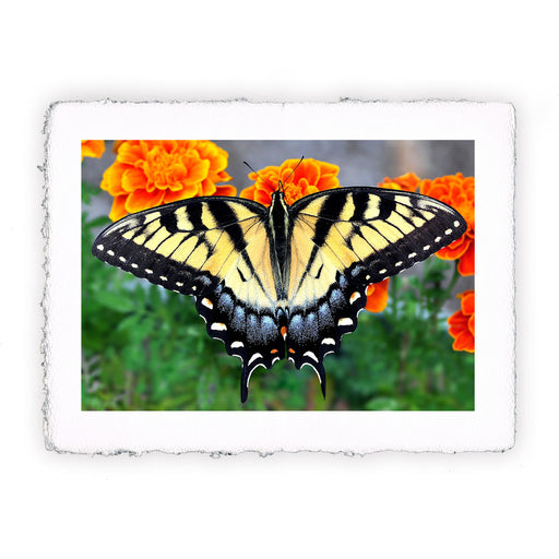 Stampa di farfalla Papilio Glaucus