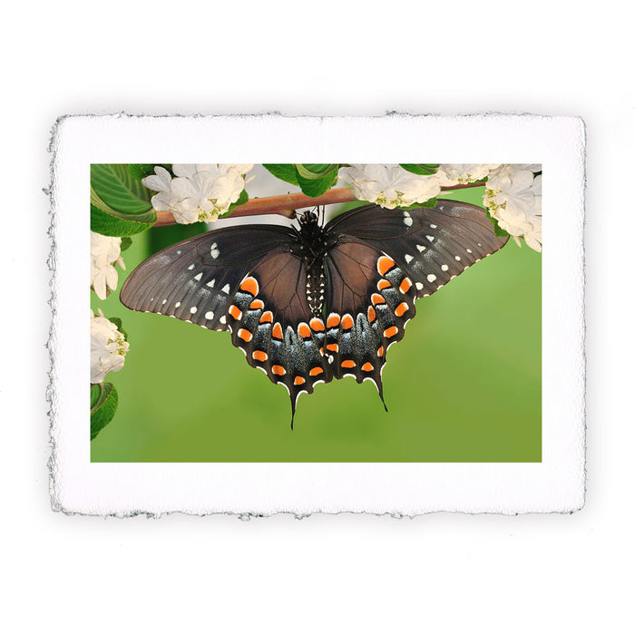 Stampa di farfalla Papilio Troilus