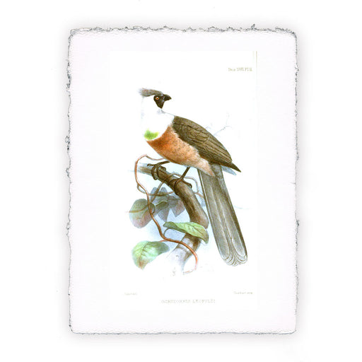 Stampa di uccello stile J. Smith - soggetto 27