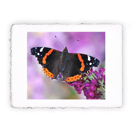 Stampa di farfalla Vanessa Atalanta