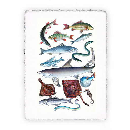 Stampa di pesci vari - soggetto 16